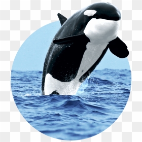 , Naturaliste Charters - Killer Whale, HD Png Download - whale.png