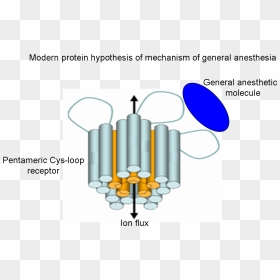 Modern Protein Hypothesis Of Mechanism Of General Anesthesia - Anaesthetic Mechanism Of Action, HD Png Download - modern png