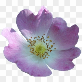 Wild Rose Lifted - Rosa Arkansana, HD Png Download - wild flower png