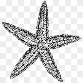 Starfish Drawing Clip Art - Sea Star Clipart Black And White, HD Png Download - starfish.png