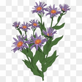 Wildflower Clipart Flowering Plant - New England Aster Transparent, HD Png Download - wild flower png