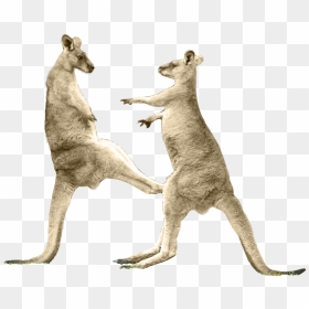 Kangaroo Kick Png , Png Download - Kangaroos Boxing Png, Transparent Png - kick png