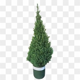 Christmas Tree, HD Png Download - tall pine tree png