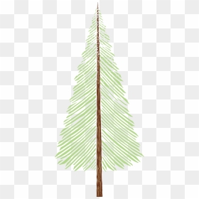 Pond Pine, HD Png Download - tall pine tree png