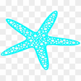 Starfish, HD Png Download - starfish.png