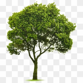 Transparent Elm Tree Png - Cut Out Tree Photoshop, Png Download - png trees for photoshop