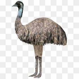 Thumb Image - Bigger Emu Or Ostrich, HD Png Download - emu png