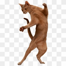 Burmese Cat Dance Image Portable Network Graphics Gif - Transparent Dancing Cat, HD Png Download - cat gif png