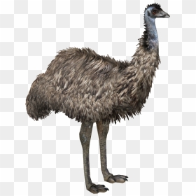 Thumb Image - Transparent Emu Png, Png Download - emu png