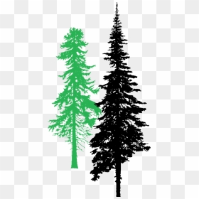Tall Pine Tree Png, Transparent Png - tall pine tree png