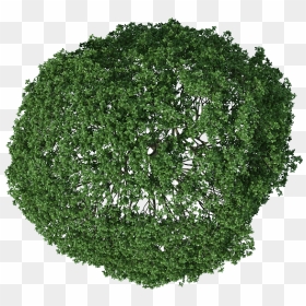 Trees Photoshop - Top View Photoshop Tree Plan Png, Transparent Png - png trees for photoshop