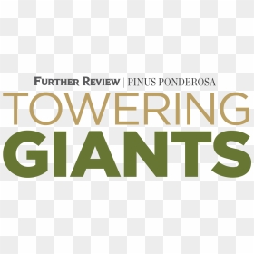 Towering Giants - Spokesman-review, HD Png Download - tall pine tree png