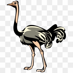 Australian Drawing Emu - Ostrich Png Clipart, Transparent Png - emu png