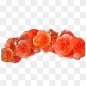 Beautiful Peach Flower Crown - Orange Flower Crown Transparent, HD Png Download - flowercrown png