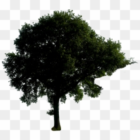 Thumb Image - Night Tree Png Clipart, Transparent Png - png trees for photoshop