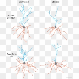 This Figure Illustrates The Separate And Combined Effects - Effect Of Stress On Neurons, HD Png Download - neurons png