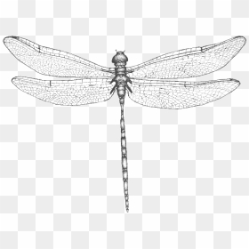 Dragonfly , Png Download - Net-winged Insects, Transparent Png - dragonfly wings png
