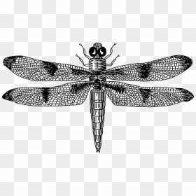 Dragonfly Vector Black And White, HD Png Download - dragonfly wings png