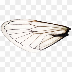 Transparent Dragonfly Wings Png - Aporia, Png Download - dragonfly wings png