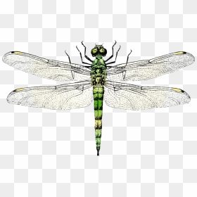 Wing Clip Art Transprent - Dragonfly Clipart Sketch, HD Png Download - dragonfly wings png