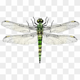 Wing Clip Art Transprent - Dragonfly Clipart Sketch, HD Png Download - vhv