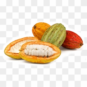 Image Module - Imagen De Mazorca De Cacao, HD Png Download - cacao png