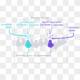 Elisa Pic, HD Png Download - neurons png