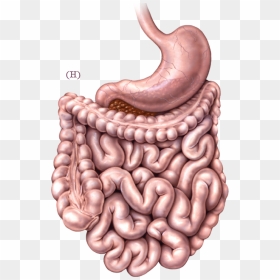 Iphone 5s Black Png - Png Intestines, Transparent Png - intestines png