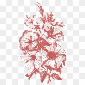 Plant Illustrations Vol - Flower Illustration Vector Png, Transparent Png - flowers vintage vector png