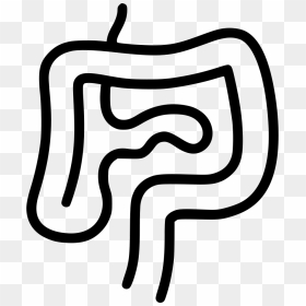 Intestines Digestion Gastroenterology Internal Organs - Organ, HD Png Download - intestines png