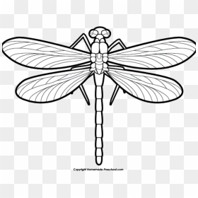 Dragonfly Clipart Scroll - Dragonfly Black And White Clip Art, HD Png Download - dragonfly wings png