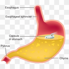 Transparent Intestines Png - Stomach Chyme, Png Download - intestines png