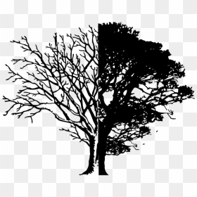 Black And White Minimalist Tree, HD Png Download - tree no leaves png