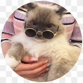 Cat With Glasses Aesthetic, HD Png Download - tumblr cat png