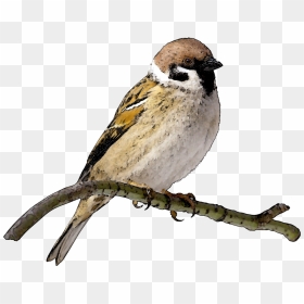 Nightingale Clipart Maya Bird - Sparrow Png Transparent, Png Download - maya icon png