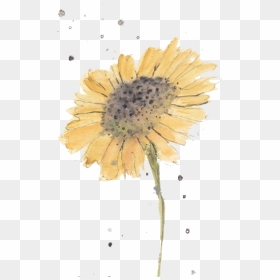 Flowers Watercolors For Beginners - Beginner Watercolor Painting Flower, HD Png Download - yellow watercolor png