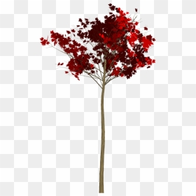 Maple, HD Png Download - red tree png