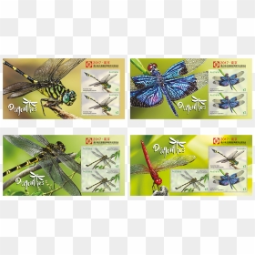 Dragonfly, HD Png Download - dragonfly wings png