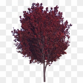 Purple Leaf Plum - Purple Leaf Plum Png, Transparent Png - red tree png