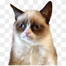 Grumpy Cat Png, Transparent Png - tumblr cat png