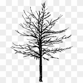 Pine Drawing Red - Simple Tree Drawing Png, Transparent Png - red tree png