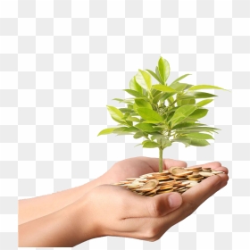 Money Plant Stock Coin - Money Coin In Hand, HD Png Download - dinheiro png
