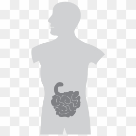 Silhouette, HD Png Download - intestines png