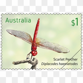 Botswana Post Stamps, HD Png Download - dragonfly wings png