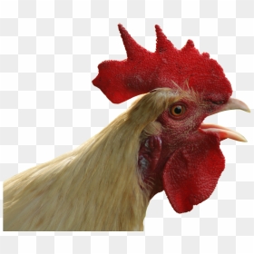 Thumb Image - Chicken Head Transparent Background, HD Png Download - chicken head png