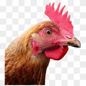 Chicken Head Png, Transparent Png - chicken head png