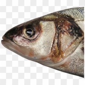 Fish Head Png, Picture - Head Of A Fish, Transparent Png - fish head png