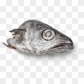 Fish Head Png - Deep Sea Fish, Transparent Png - fish head png