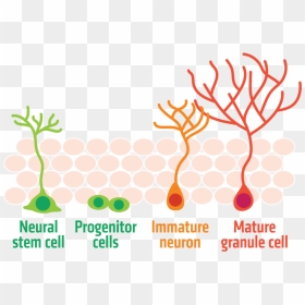 Difference Between Mature And Immature Neurons, HD Png Download - neurons png