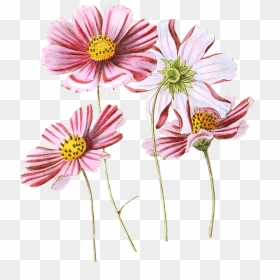 Cosmos Flower Botanical Illustration, HD Png Download - flower vintage png